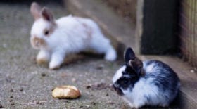 SMALL ANIMAL