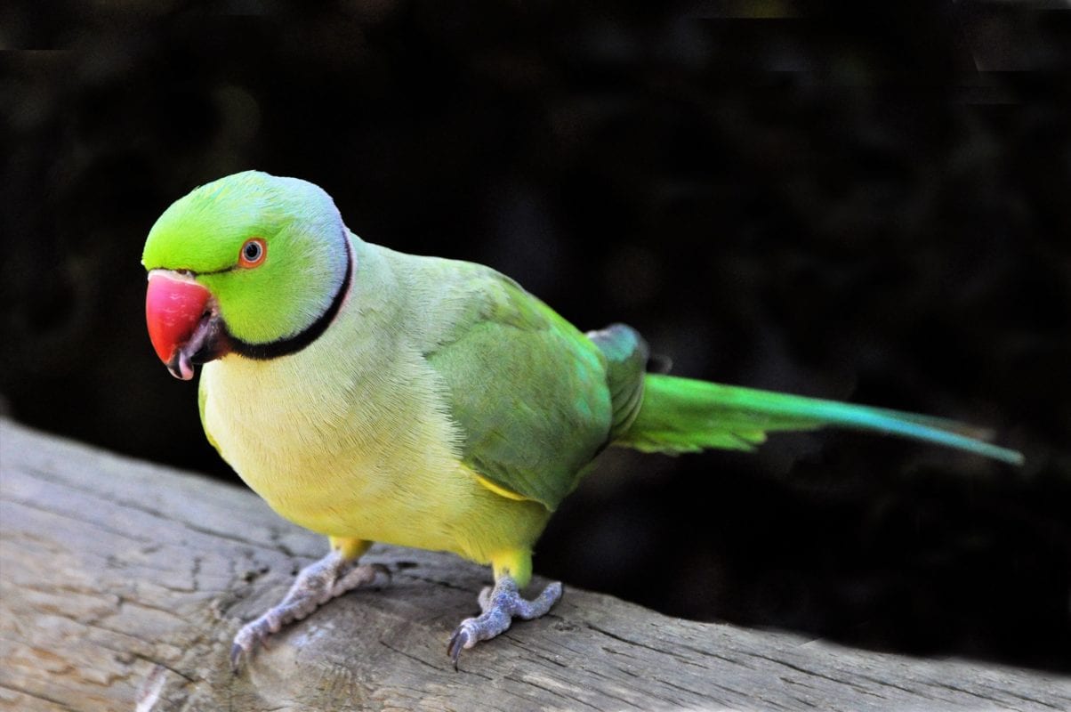 BIRD